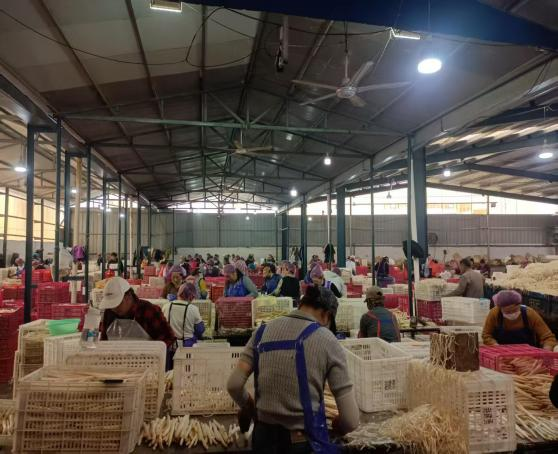 健達團隊秉承公司“降本增效”理念，嚴格控制白蘆筍整條生產(chǎn)線