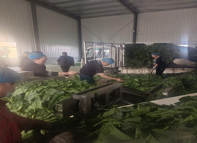 公司領(lǐng)導(dǎo)前往定陶區(qū)考察菠菜加工廠及種植基地